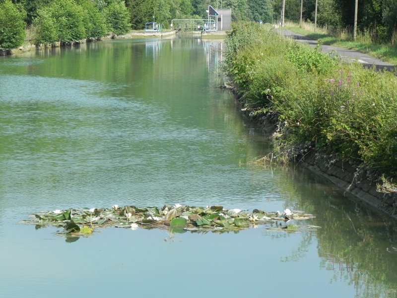 Seerosenbouquet im Kanal. 